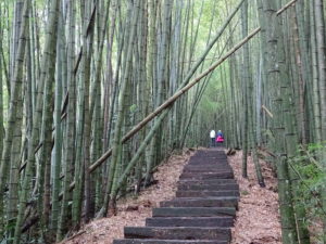 Deux personnes grimpant dans une forêt